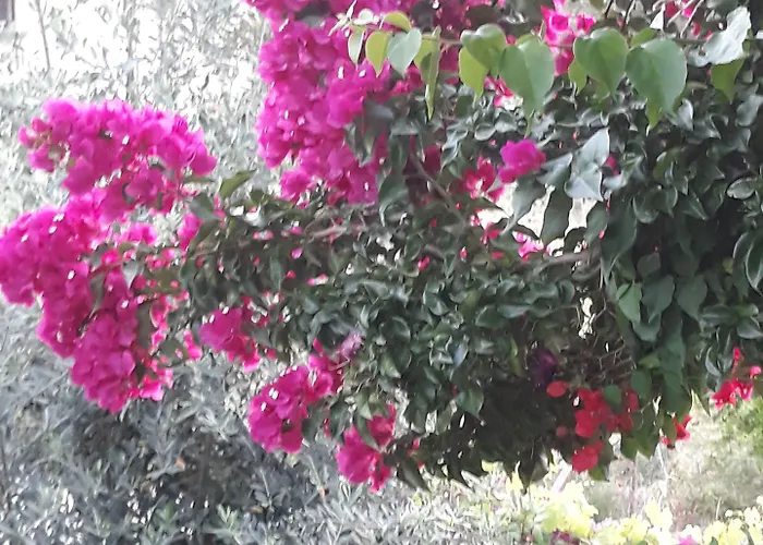 Jasmin 4*