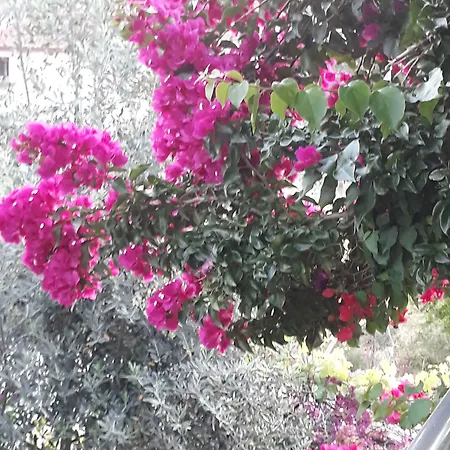 Jasmin 3*